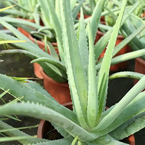 Variedades Aloe Vera