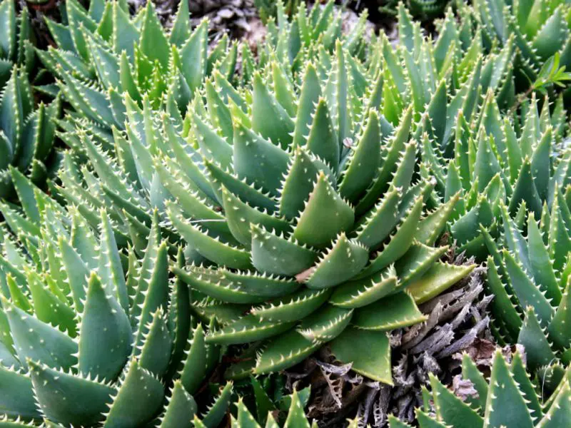 Aloe Perfoliata
