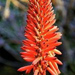 Flor del Aloe Barbadensis Miller