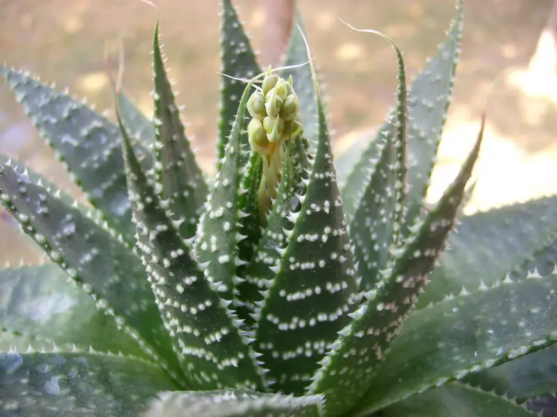 Detall de la flor del Aloe aristata naciendo