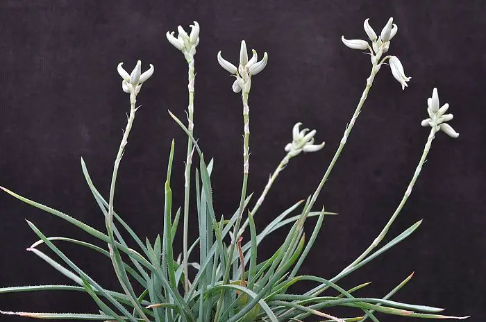 planta aloe albida con flores blancas sobre fondo negro