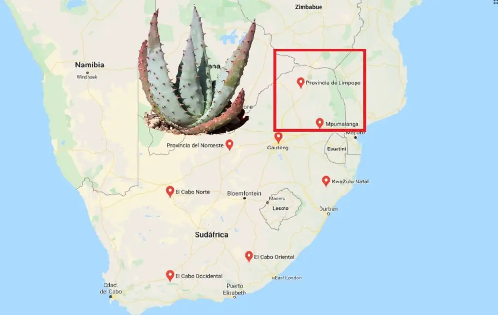 Aloe Aculeata Pole-Evans origen en Surafrica