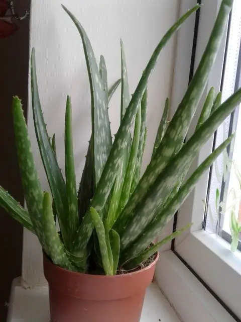 Aloe Chinensis