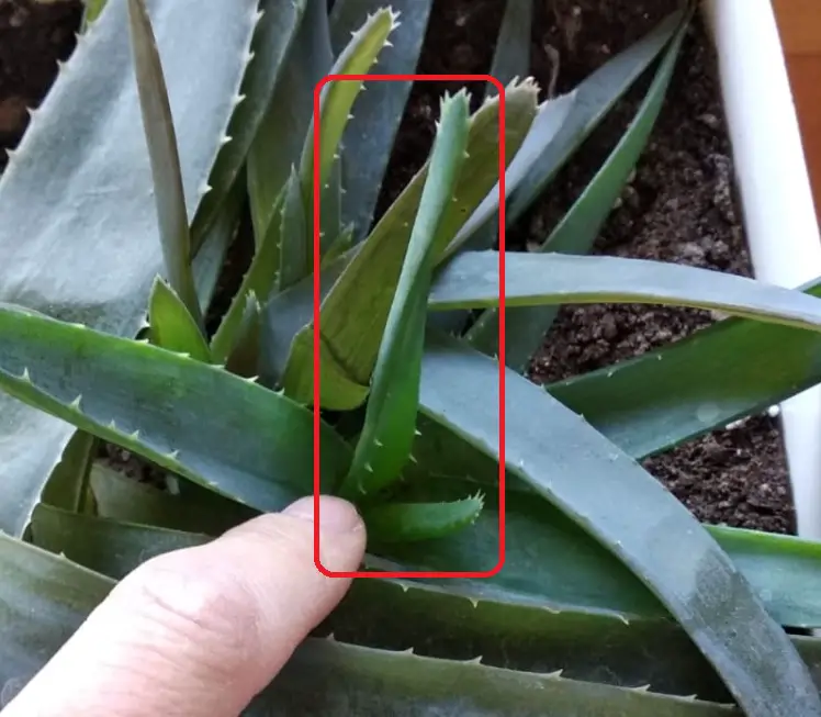 Hojas centrales verdes en un Aloe Vera congelada